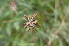 Chaerophyllum eriopodum