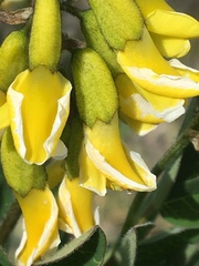 Astragalus umbellatus