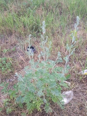 Artemisia absinthium