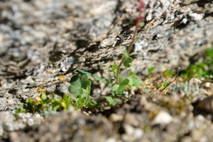 Saxifraga cernua