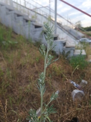 Artemisia absinthium