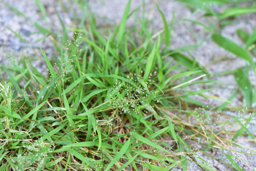 Eragrostis tenella