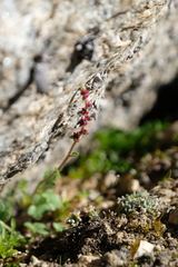 Saxifraga cernua