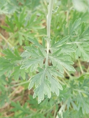 Artemisia absinthium