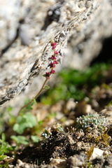 Saxifraga cernua