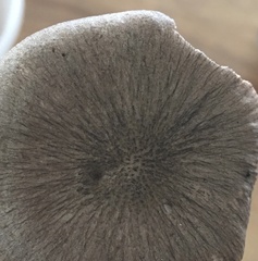 Pluteus septocystidiatus