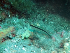Gobius vittatus