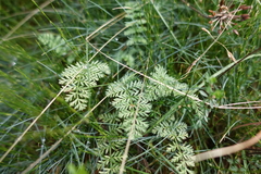 Chaerophyllum eriopodum