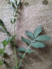Agrimonia eupatoria