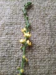 Agrimonia eupatoria