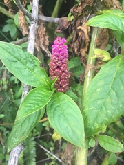 Phytolacca bogotensis