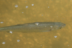 Squalius pamvoticus