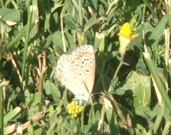 Polyommatus icarus