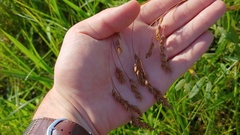 Festuca paradoxa
