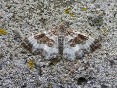 Epirrhoe rivata