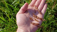 Festuca paradoxa