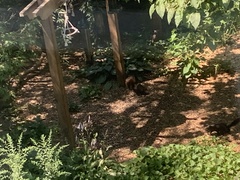 Sciurus carolinensis