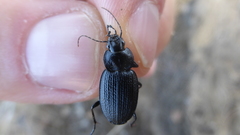 Licinus punctatulus granulatus