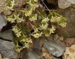Galium megalospermum