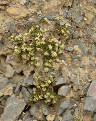Galium megalospermum