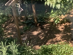 Sciurus carolinensis