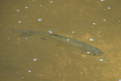Squalius pamvoticus