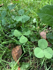 Trifolium repens