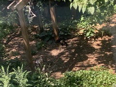 Sciurus carolinensis