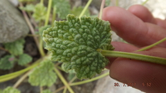 Nepeta floccosa