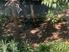 Sciurus carolinensis