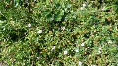 Geranium traversii