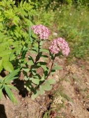 Hylotelephium telephium