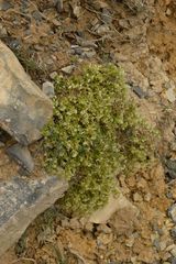 Galium megalospermum