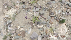 Nepeta floccosa