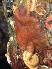 Kaburakia excelsa