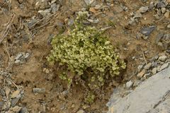 Galium megalospermum