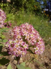 Hylotelephium telephium