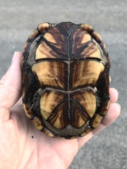 Kinosternon subrubrum subrubrum