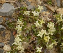 Galium megalospermum