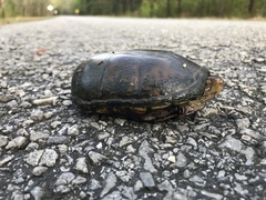 Kinosternon subrubrum subrubrum