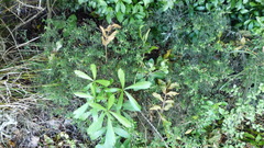 Pomaderris phylicifolia