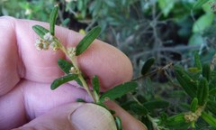 Pomaderris phylicifolia