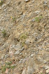 Galium megalospermum