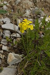 Erysimum jugicola