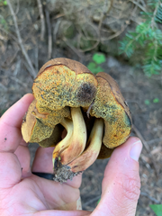 Gastroboletus