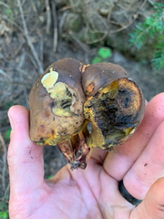 Gastroboletus