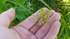 Phlox glaberrima interior