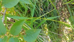 Phlox glaberrima interior