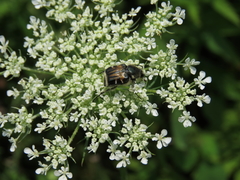 Trichiotinus affinis