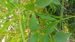 Phlox glaberrima interior